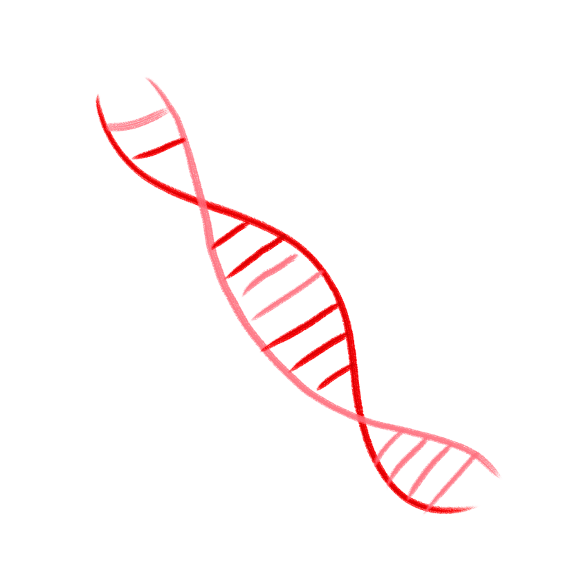 Illustration d’un brin d’ADN